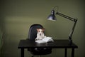 dog at the table with a book. funny boss jack russell terrier with glasses Royalty Free Stock Photo