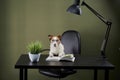 dog at the table with a book. funny boss jack russell terrier with glasses Royalty Free Stock Photo