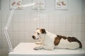 Dog on the table in vet clinic. Animal healthcare