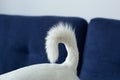 Dog tail, closeup. Dog rear, cute dog white tail, Doggy fur texture. Big tail fur of jack russell terrier. Small dog tail horizont