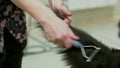 Dog tail grooming, undercoat rake.