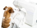 Dog tailor sewing using machine. sews white T-shirt.