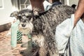 Dog after take a bath on sunny day Royalty Free Stock Photo