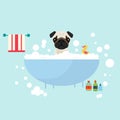 Dog take a bath wet grooming with soap shampoo bubbles animal lover Royalty Free Stock Photo