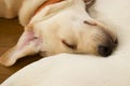 A dog take a nap on its mom Royalty Free Stock Photo