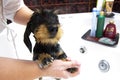 Dog taking a bath Royalty Free Stock Photo