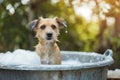 Dog taking a bath in the backyard. Generative AI