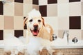 Dog taking a bath