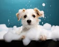 Dog taking a bath in a bathtub with foam technology Royalty Free Stock Photo