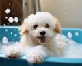 Dog taking a bath in a bathtub with foam technology Royalty Free Stock Photo