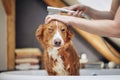 Dog taking bath at domestic bathroom