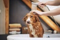 Dog taking bath at domestic bathroom Royalty Free Stock Photo