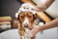 Dog taking bath at home