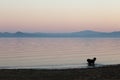 A dog taking a bath in a lake at dusk, with beautiful, warm and Royalty Free Stock Photo