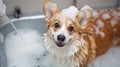 Dog taking a bubble bath in grooming salon. AI Generative Royalty Free Stock Photo