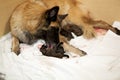 Dog taking care of newborn puppy Royalty Free Stock Photo