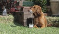 A dog taking a drink from a straw Royalty Free Stock Photo