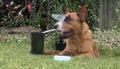 A dog taking a drink from a straw Royalty Free Stock Photo