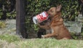 A dog taking a drink from a straw Royalty Free Stock Photo