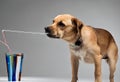 A dog taking a drink from a straw Royalty Free Stock Photo
