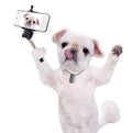Dog taking a selfie with a smartphoner. Royalty Free Stock Photo