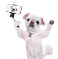 Dog taking a selfie with a smartphoner. Royalty Free Stock Photo