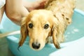 A dog taking a shower