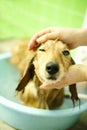 A dog taking a shower with soap and water and hand of the person