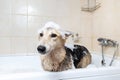 A dog taking a shower with soap and water