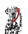 The dog is talking over the old phone Royalty Free Stock Photo