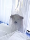the dog is tangled in the curtains Royalty Free Stock Photo