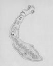 The dog tapeworm (Echinococcus granulosus), hydatid worm. Hand drawing sketch illustration.