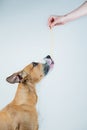 Dog tasting spaghetti as a treat.