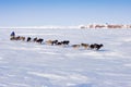 Dog team on the ice of the Anadyr estuary.
