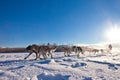 Dog team pulling sled