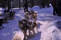 Dog teams competing on winter snow