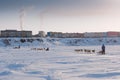 Dog teams ride on the ice of the Anadyr estuary. Mushers drive dog sleds
