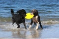 Dog Teamwork - Fetching a Frisbee
