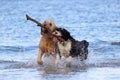 Dog Teamwork - Fetching a Stick Royalty Free Stock Photo