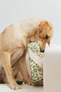 Dog tearing up Christmas present Royalty Free Stock Photo
