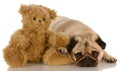 Dog and teddy bear with wounds Royalty Free Stock Photo