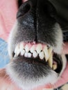 Dog teeth (11) Royalty Free Stock Photo