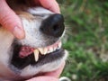 Dog teeth Royalty Free Stock Photo