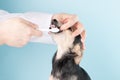 Dog teeth, cleaning the mouth of a pet in a veterinary clinic with a toothbrush