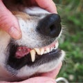 Dog teeth 28 Royalty Free Stock Photo