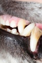 Dog teeth