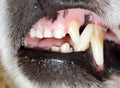 Dog teeth