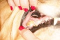 Dog teeth disease, tartar, caries