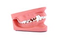 Dog teeth model Royalty Free Stock Photo
