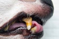 Dog teeth with tartar or bacterial plaque before scalling